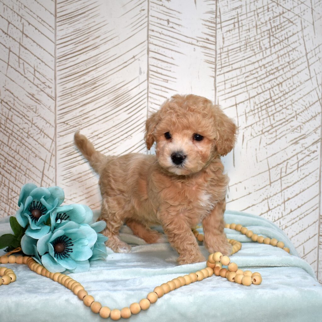bichpoo near me