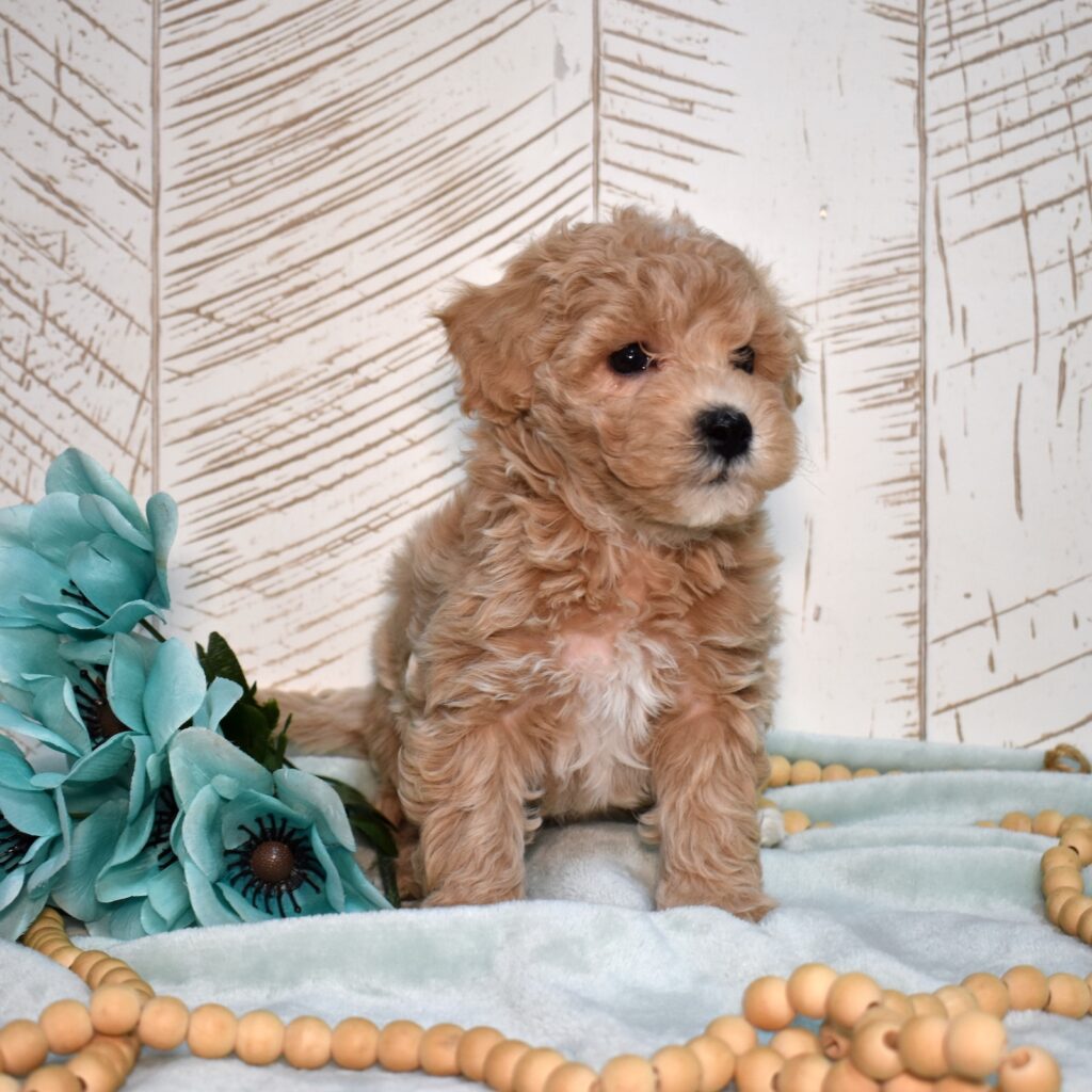 bichpoo near me