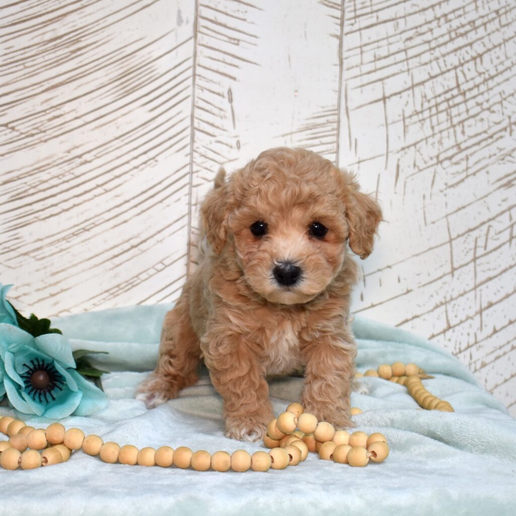 bichpoo puppies