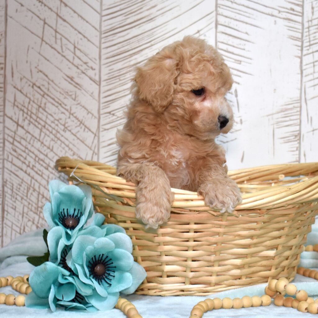 bichpoo puppies for adoption