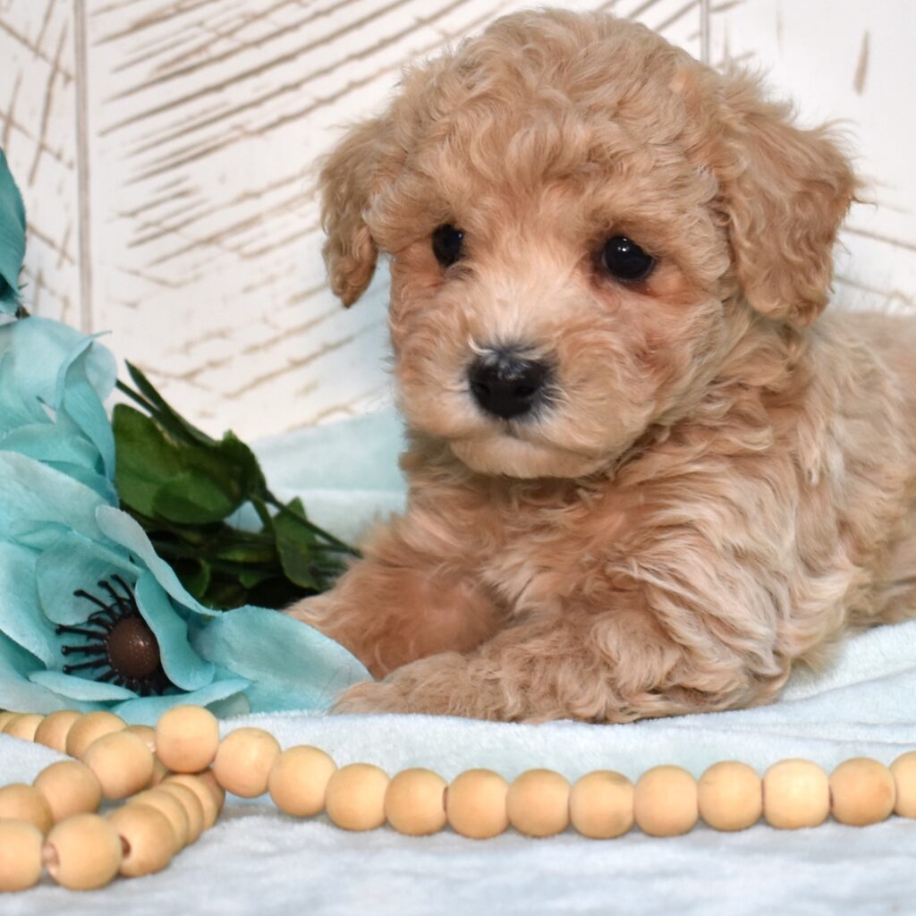 bichpoo puppies for sale