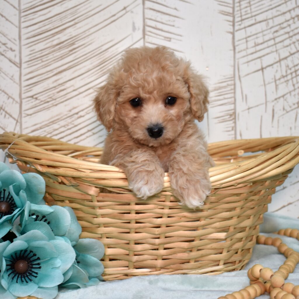 bichpoo puppies near me