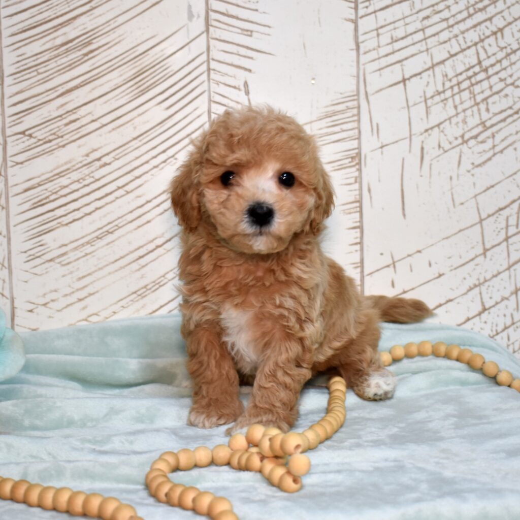 bichpoos for sale