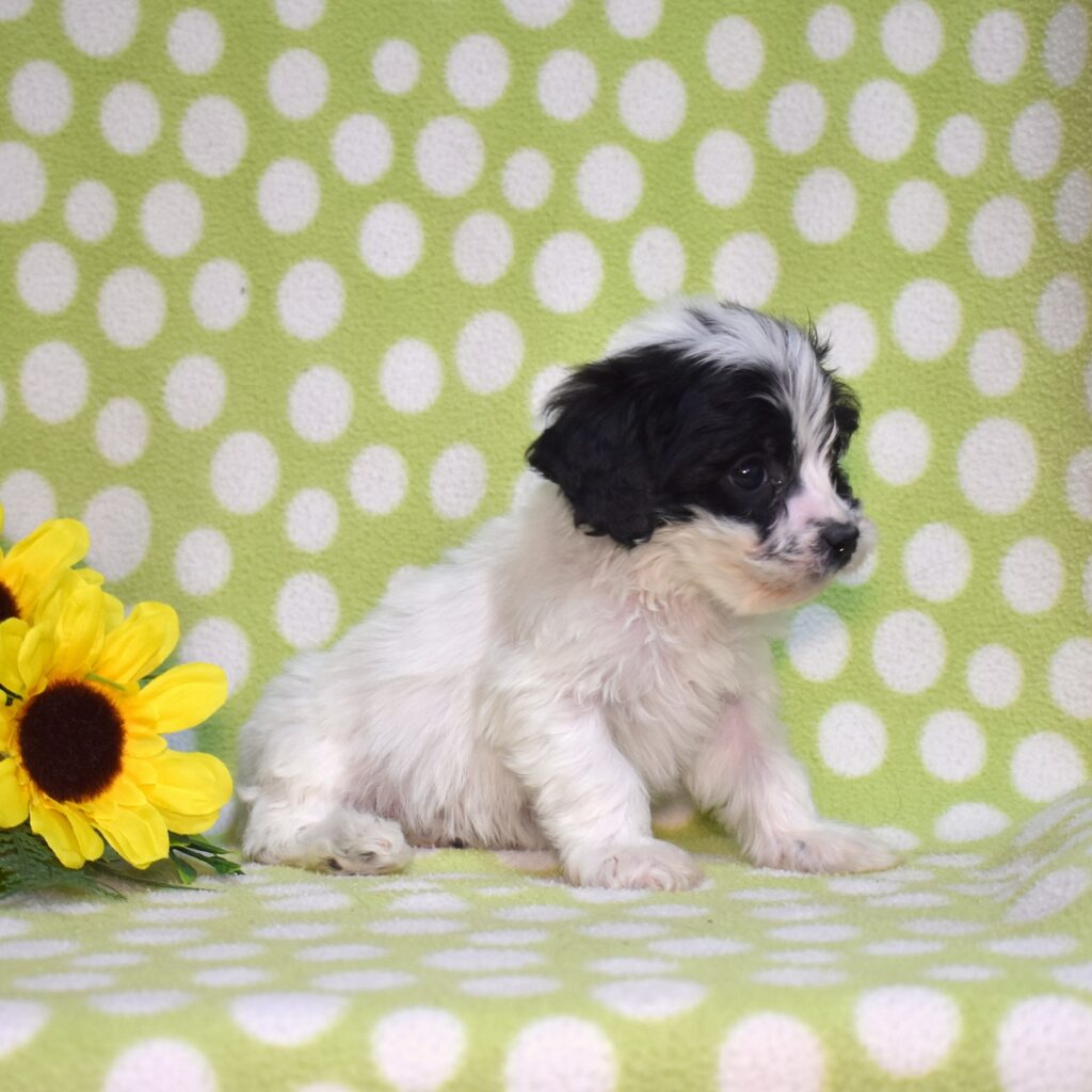 cavachon breeders