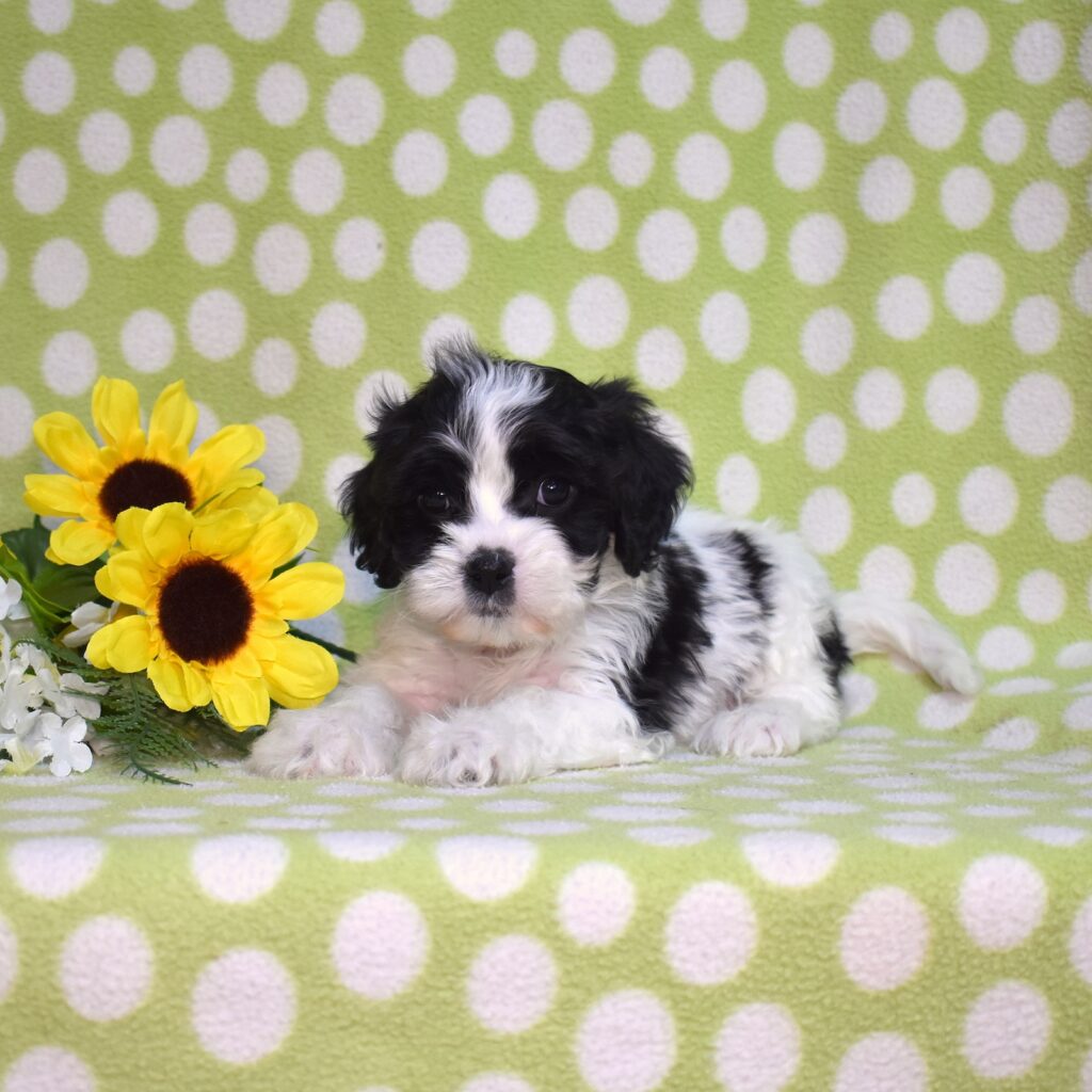 cavachon dog