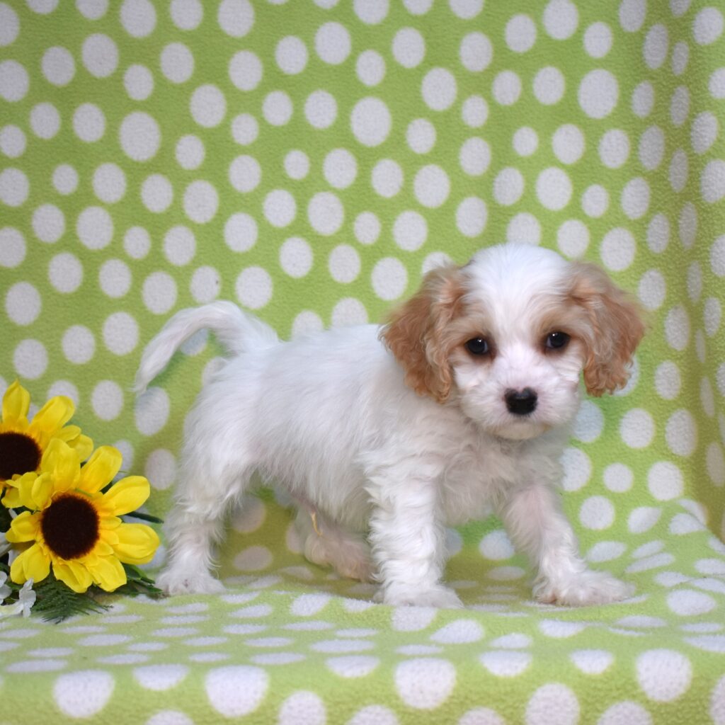 cavachon dog breeders
