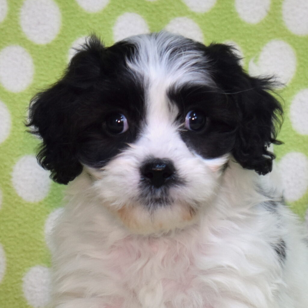 cavachon dogs for sale