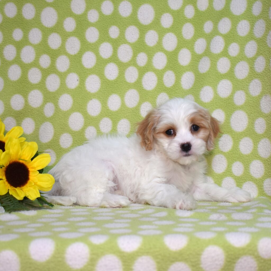 cavachons