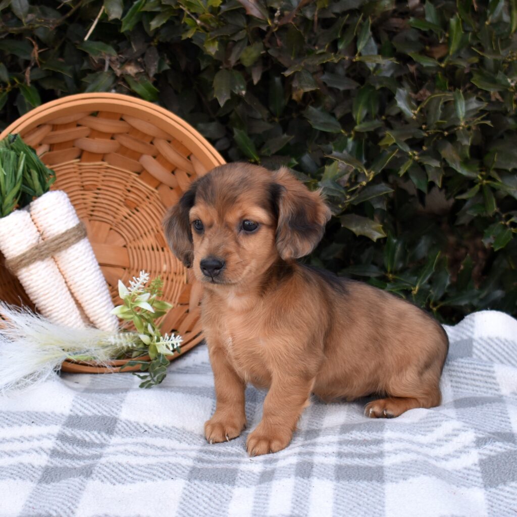 dapple miniature dachshund puppies for sale near me