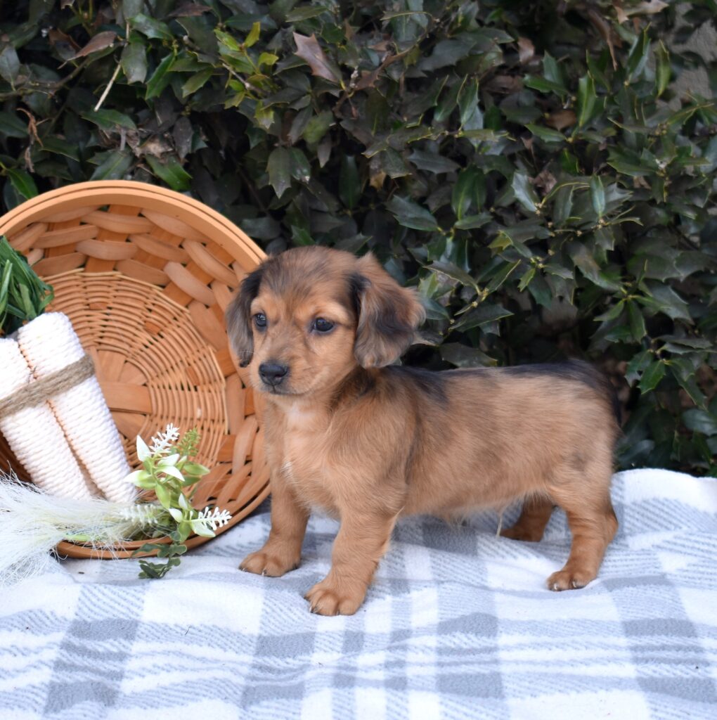 dapple miniature dachshund puppies lancaster pa