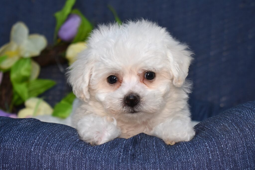 hypoallergenic puppies for sale