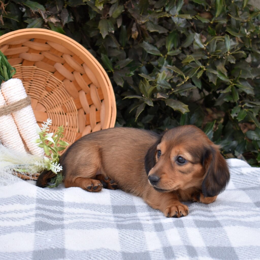 long haired dachshunds for sale