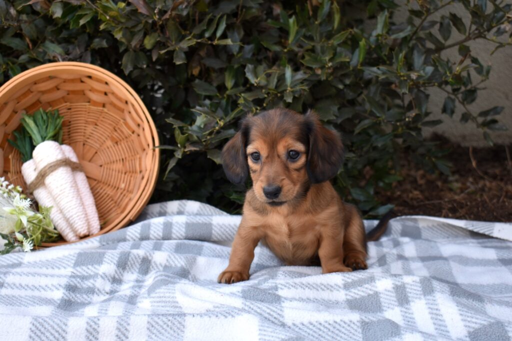 long haired dachshunds for sale in pa