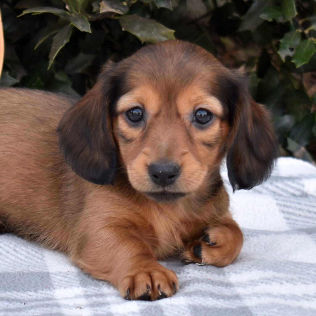 long haired dachshunds for sale pa