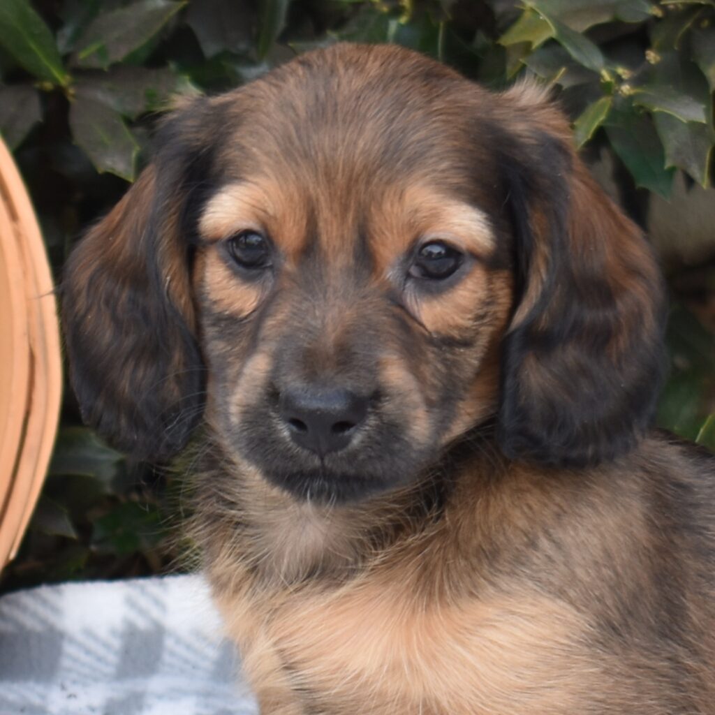 mini dachshunds for sale near me Jersey