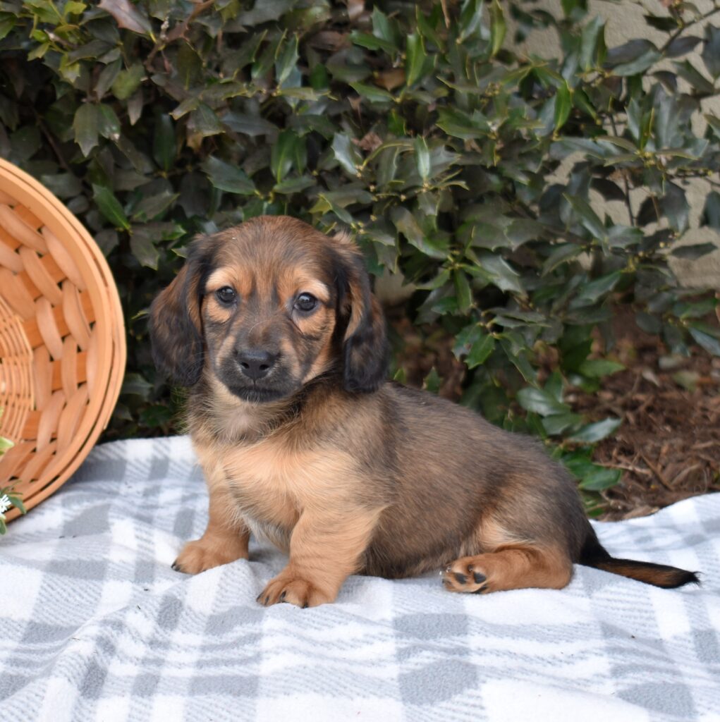 mini dachshunds for sale near me nyc