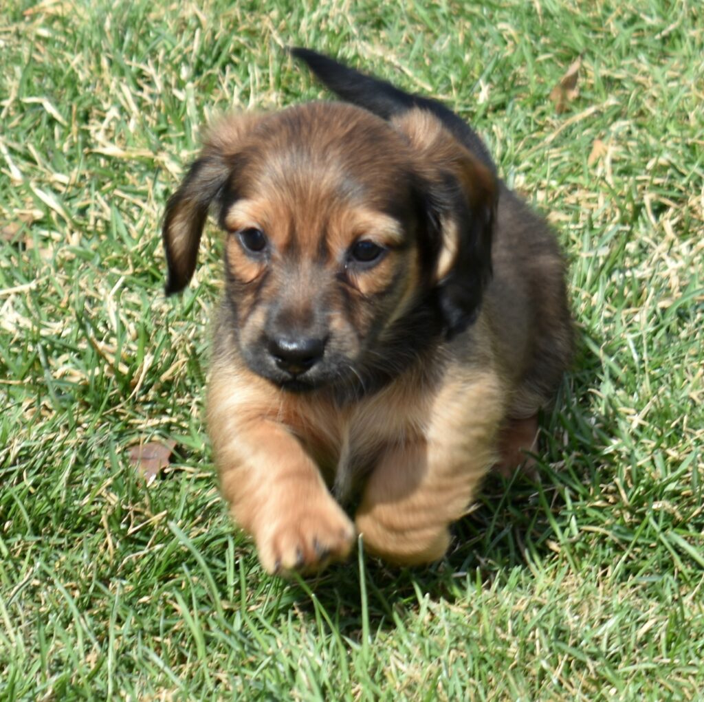 mini dachshunds for sale near me pa