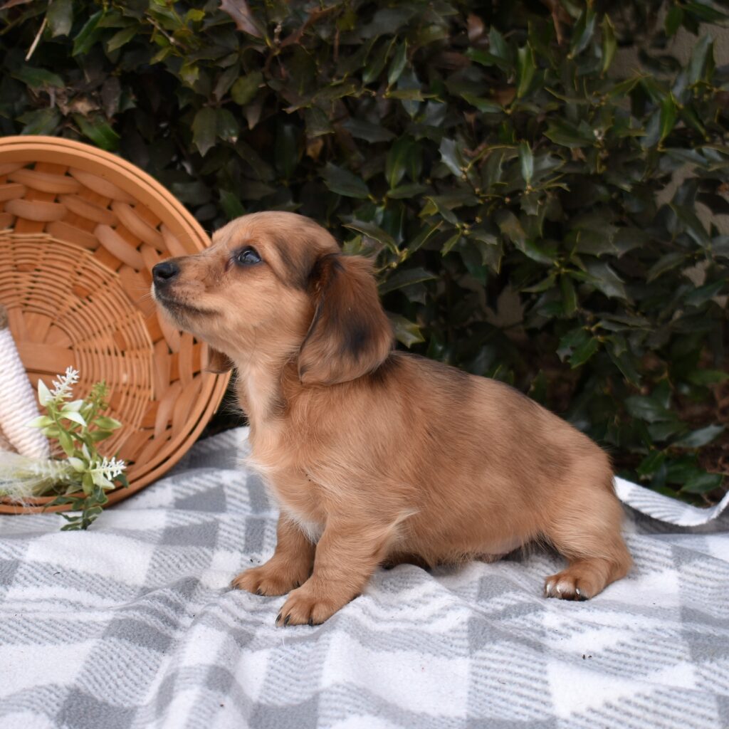 miniature dachshunds for sale near me
