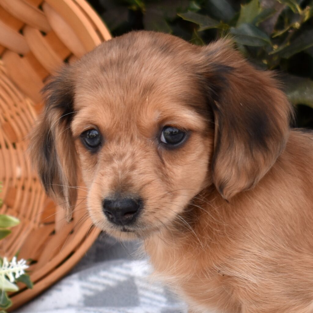 miniature dachshunds for sale near me in pa