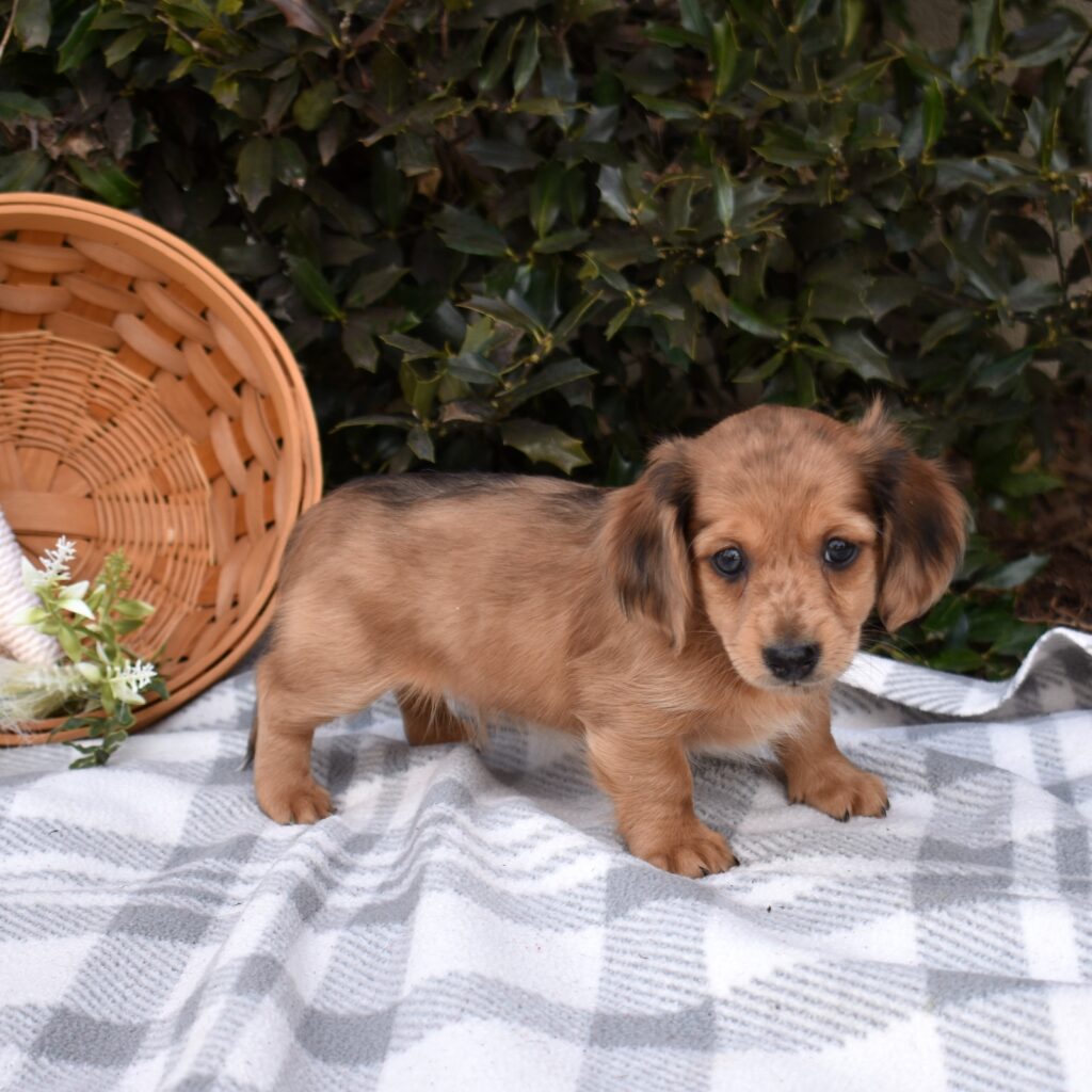 miniature dachshunds for sale near me new york