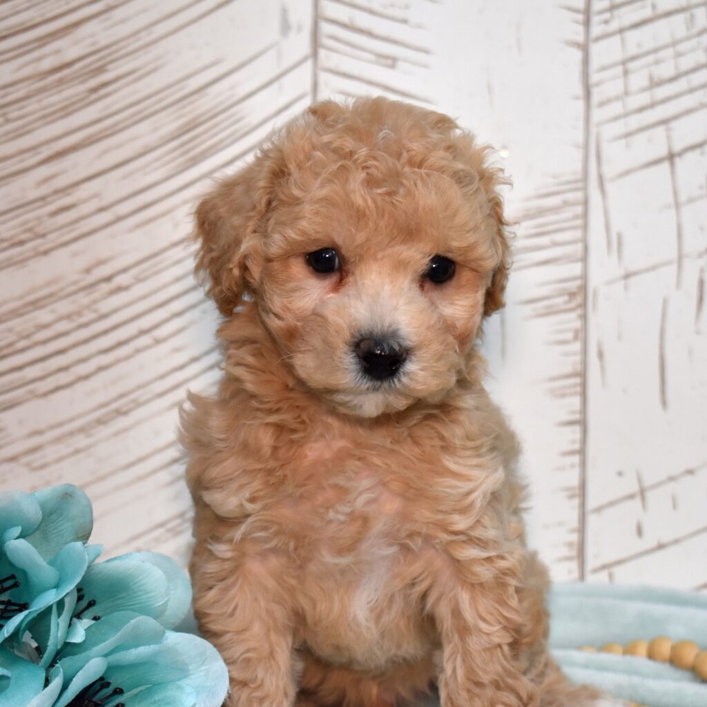 teacup bichpoo puppies for sale