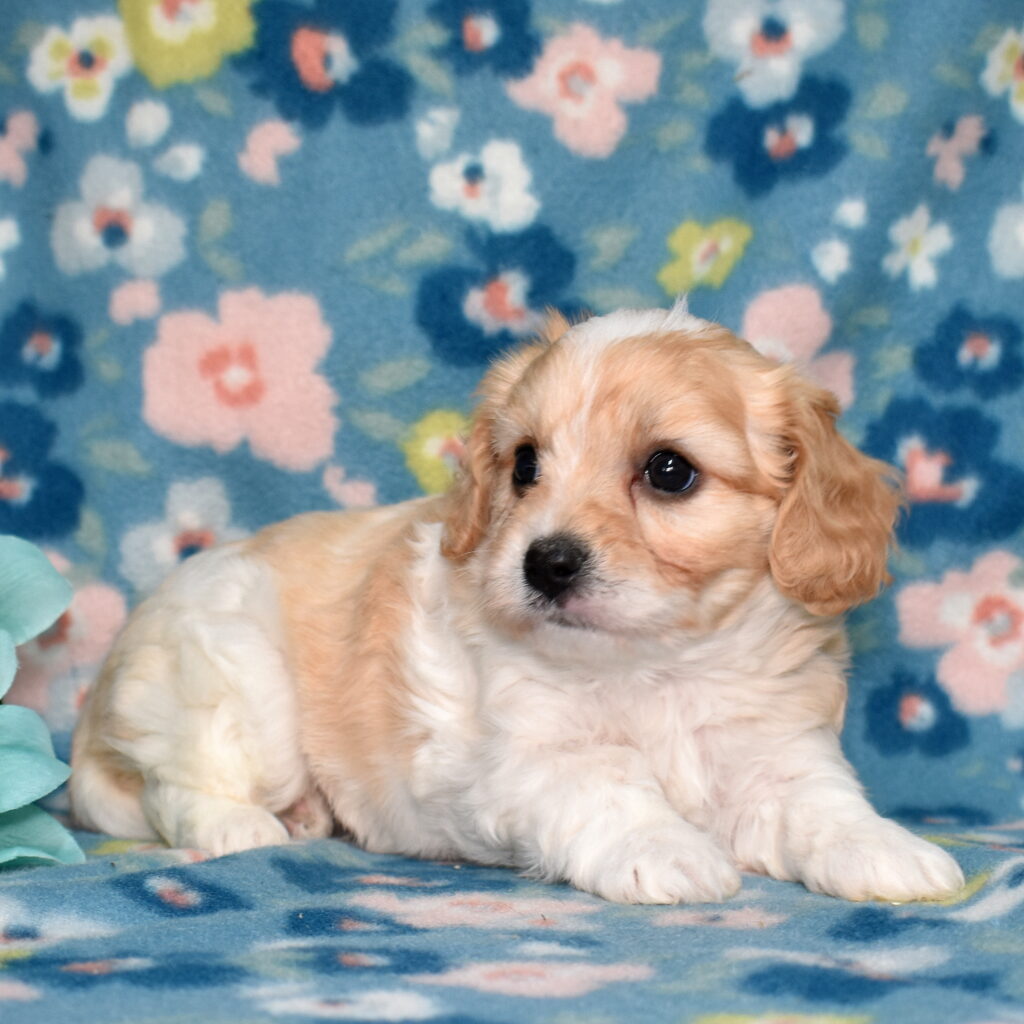cavachon breeder