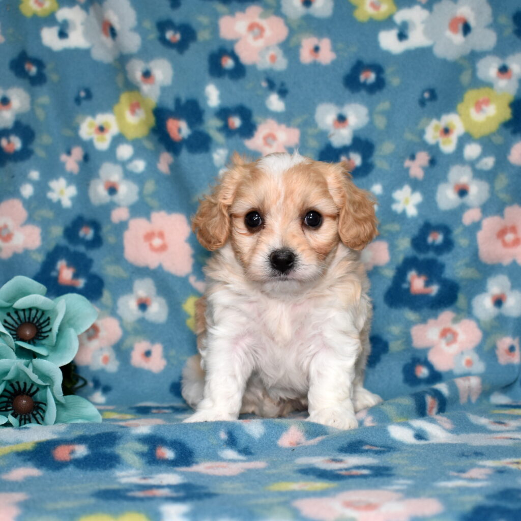 cavachon breeder near me