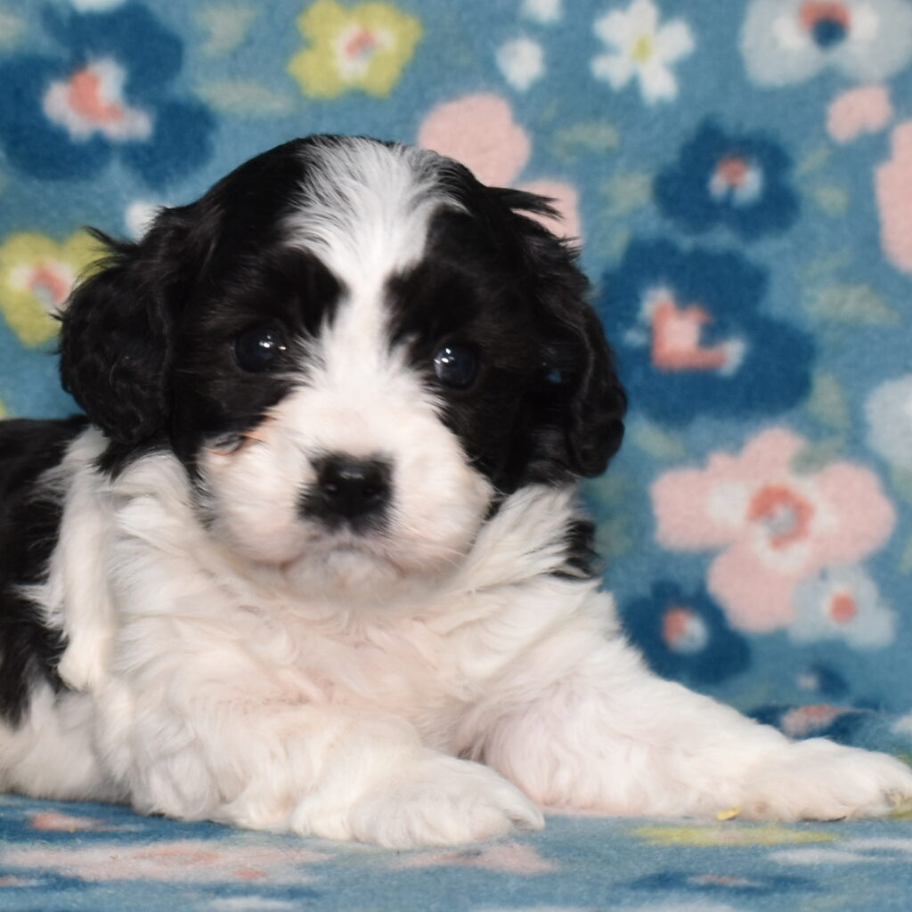 cavachon puppies for sale pa