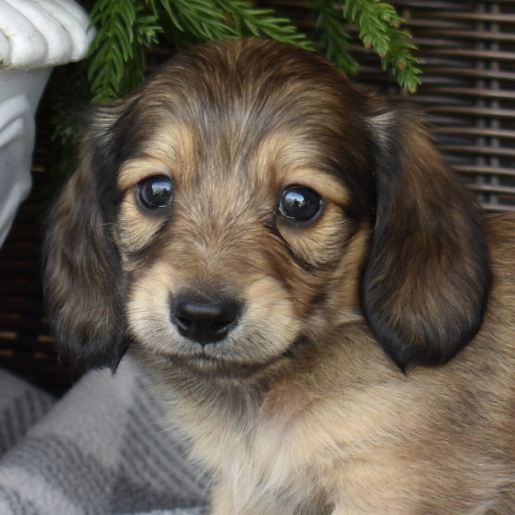 cream dapple dachshund