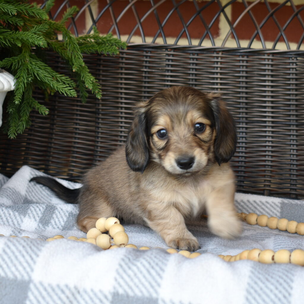 cream dapple dachshund for sale
