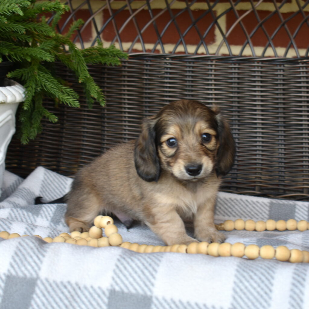 cream dapple dachshund for sale near me