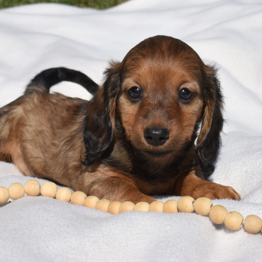red dapple Dachshund