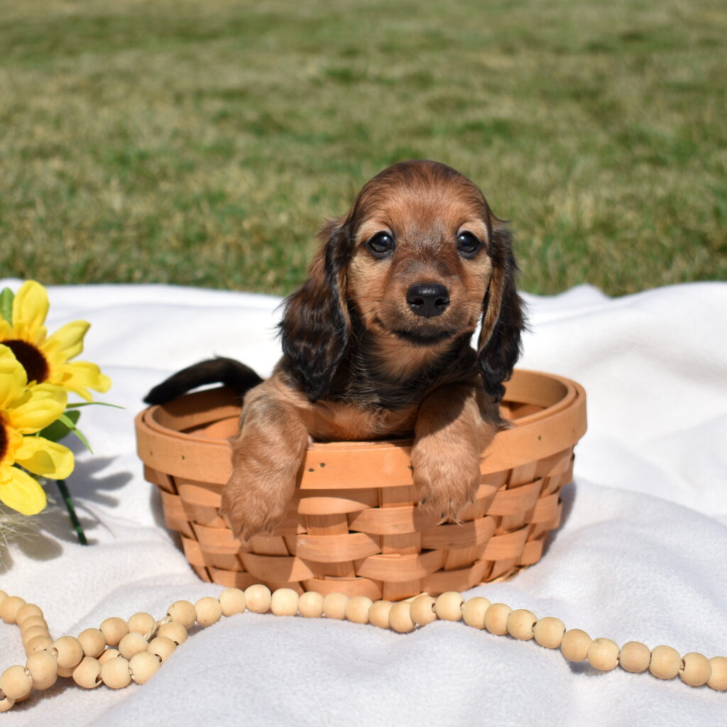 red dapple Dachshund puppies