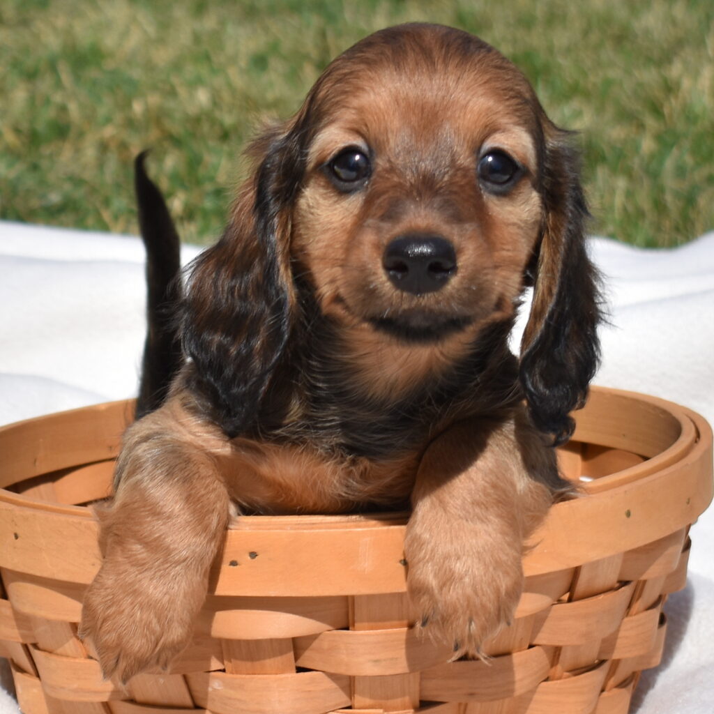 red dapple Dachshund puppies for sale