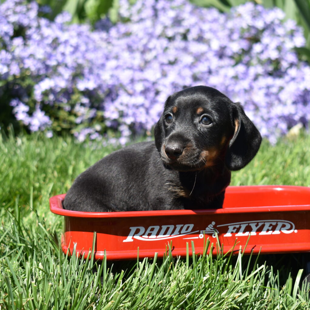 Black and Tan Miniature Dachshund Puppy