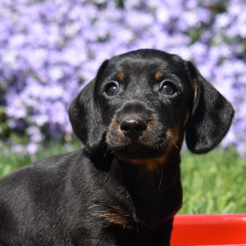 Black and Tan Miniature Dachshund Puppy for sale near lancaster pa