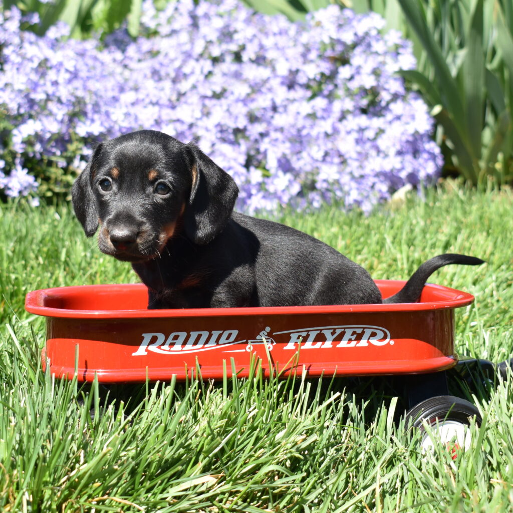 Black and Tan Miniature Dachshund Puppy for sale near me