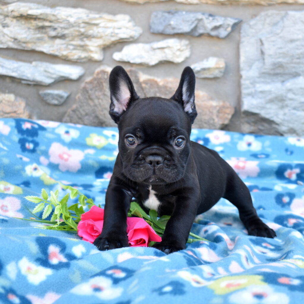 French Bulldog puppy for sale