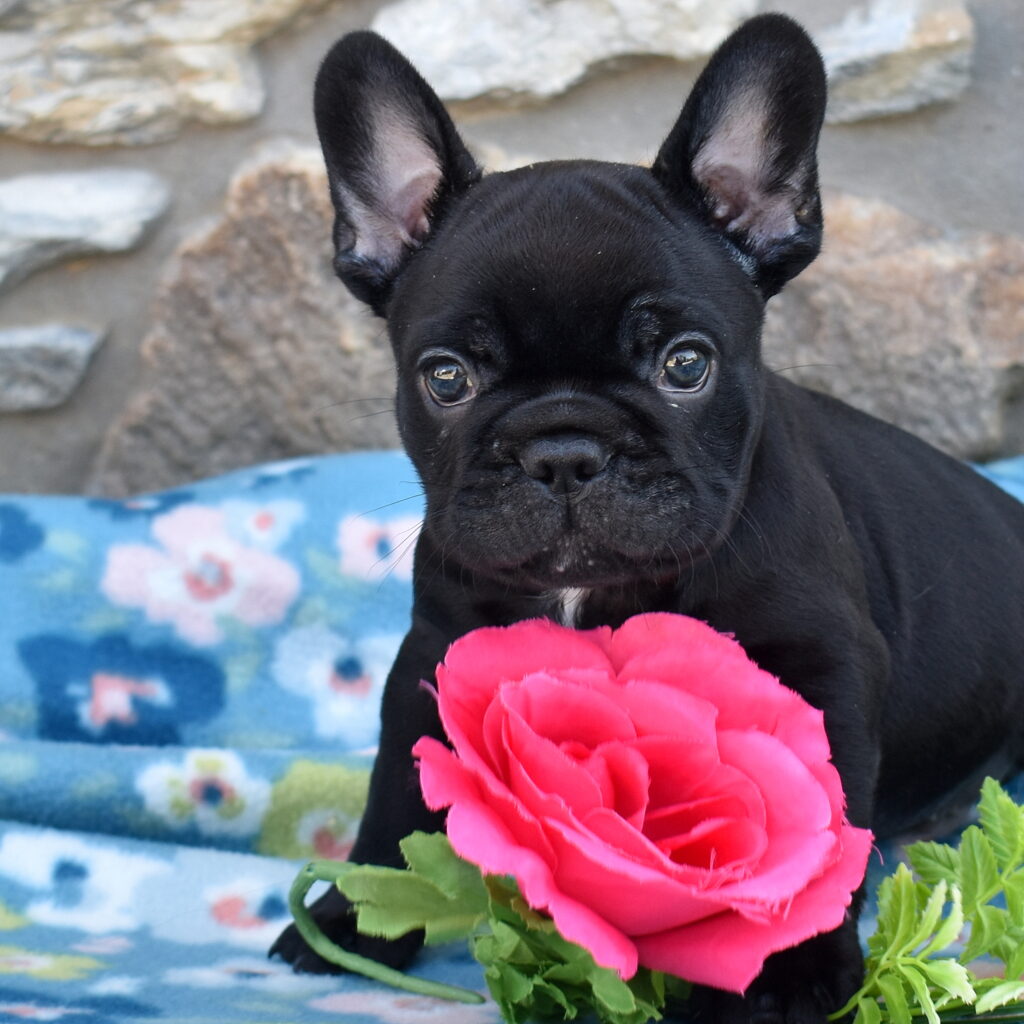 French Bulldog puppy pa