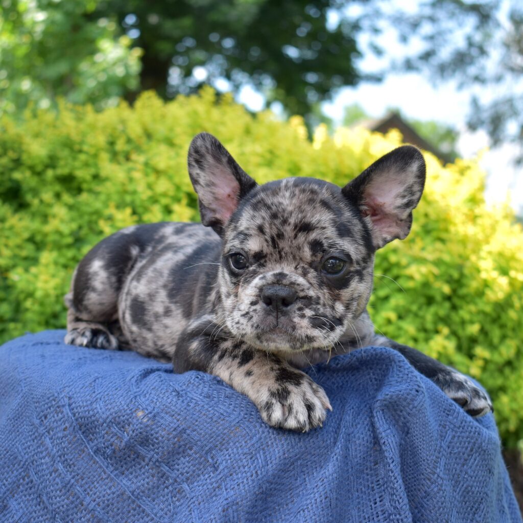 French bulldog puppies