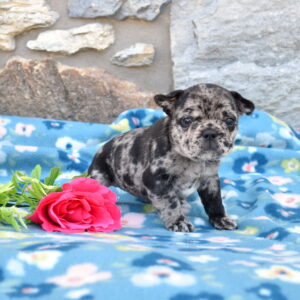 Frenchie puppy