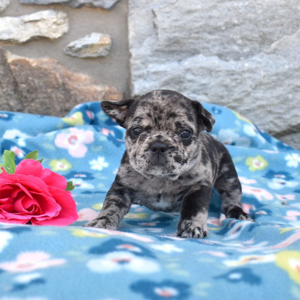 Frenchie puppy breeeders