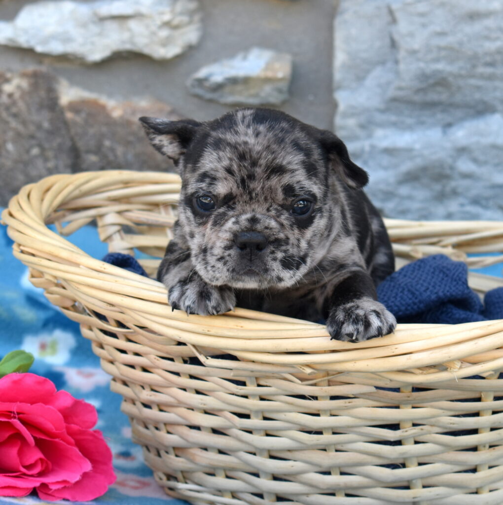 Frenchie puppy for sale near me