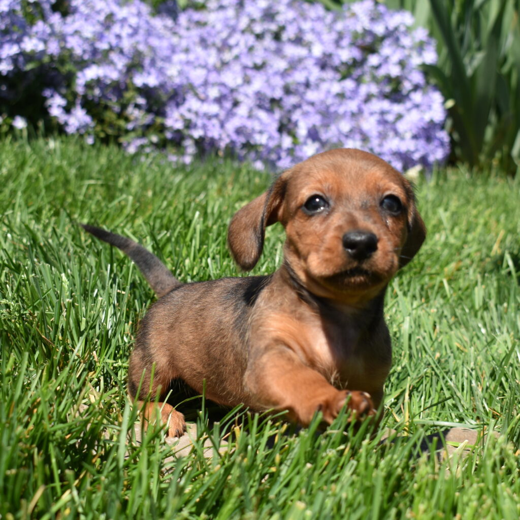 Red Sable Miniature Dachshund Puppy