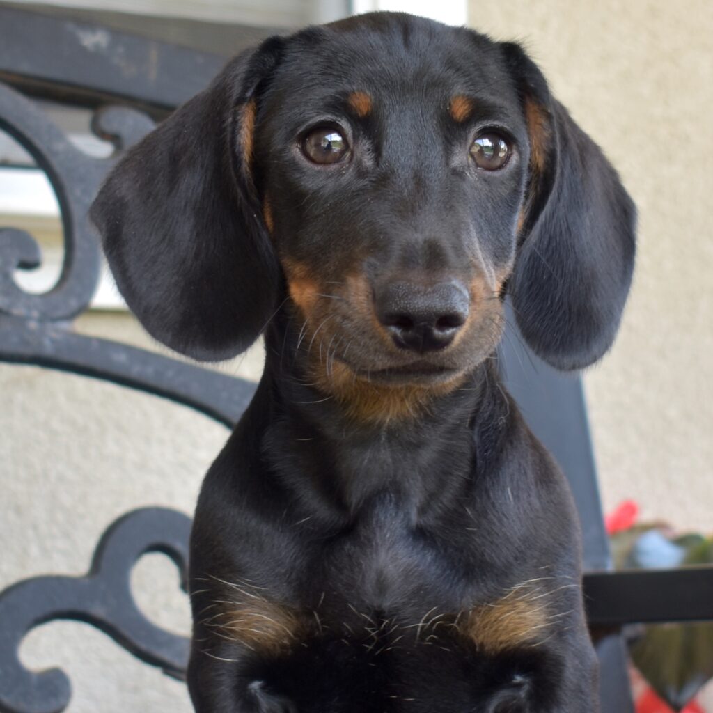 adorable mini dachshund