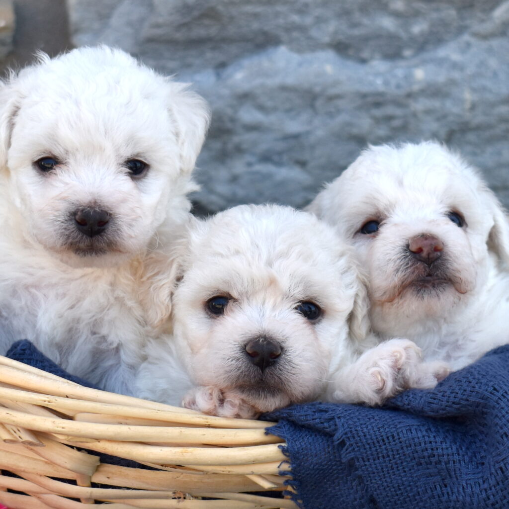 bichon puppies for sale