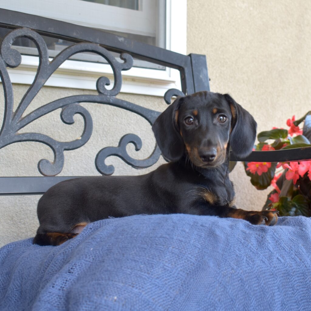 black and tan dachshund