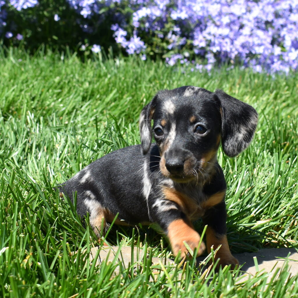 black and tan dapple miniature Dachshund puppy breeder