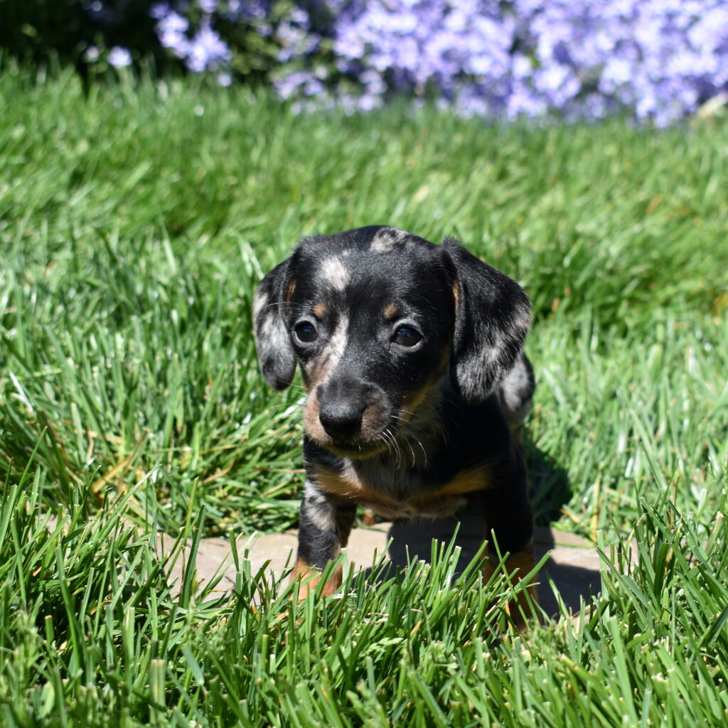 black and tan dapple miniature Dachshund puppy for sale