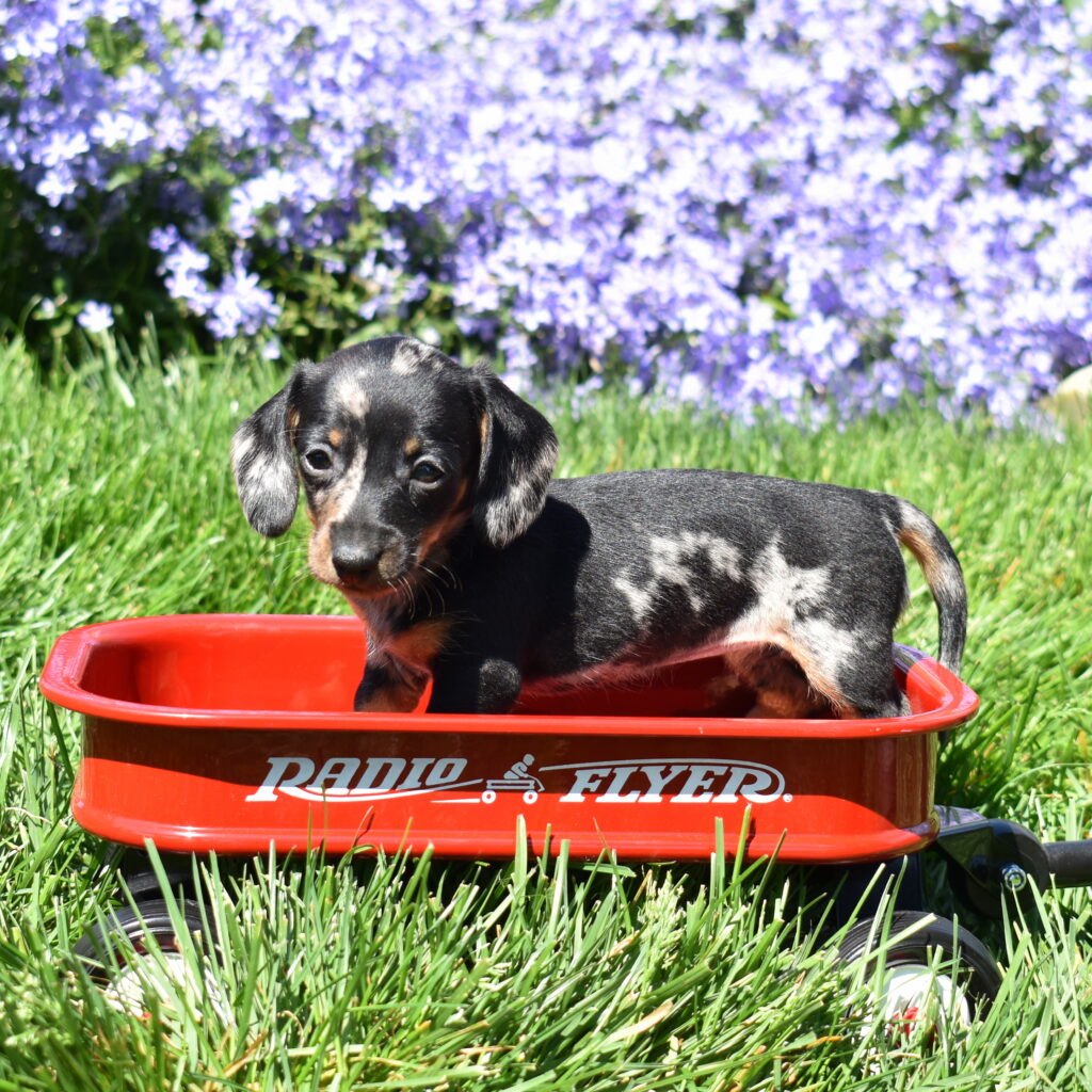 black and tan dapple miniature Dachshund puppy pa